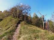 27 Carpine nero in piena forma, betulla in lento sfacelo